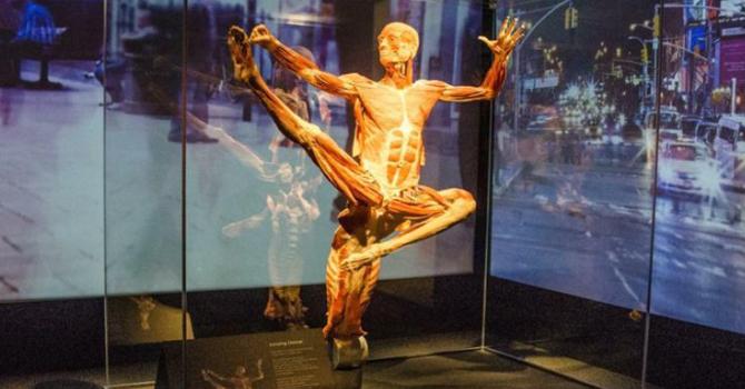 Go Inside: The Fascinating Realm of Body Worlds Times Square